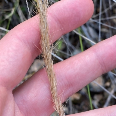 Dichelachne crinita (Long-hair Plume Grass) at Illilanga & Baroona - 12 Jan 2024 by Tapirlord
