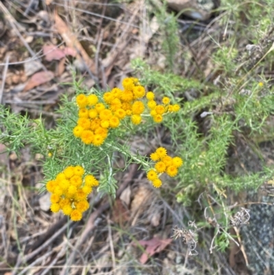 Chrysocephalum semipapposum (Clustered Everlasting) at Illilanga & Baroona - 12 Jan 2024 by Tapirlord