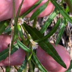 Alternanthera denticulata (Lesser Joyweed) at Michelago, NSW - 12 Jan 2024 by Tapirlord