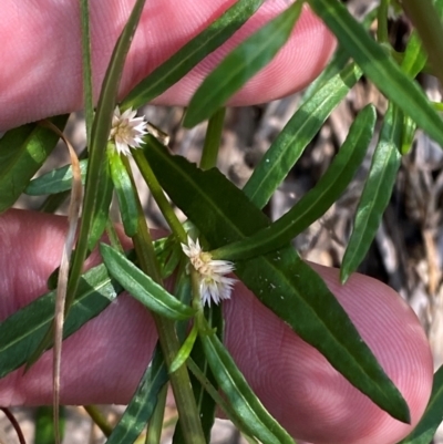 Alternanthera denticulata (Lesser Joyweed) at Illilanga & Baroona - 12 Jan 2024 by Tapirlord