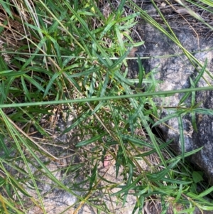 Alternanthera denticulata at Illilanga & Baroona - suppressed