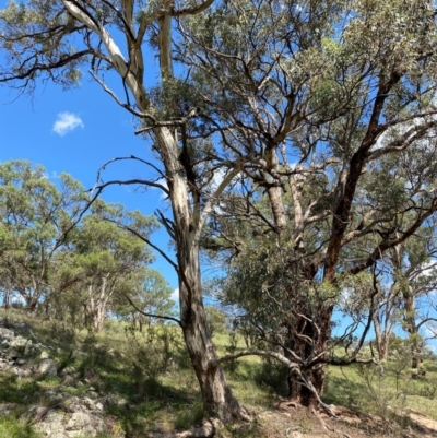 Eucalyptus melliodora (Yellow Box) at Illilanga & Baroona - 13 Jan 2024 by Tapirlord