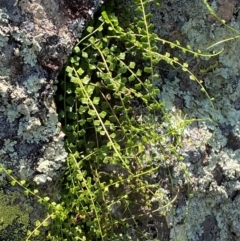 Asplenium flabellifolium (Necklace Fern) at Illilanga & Baroona - 13 Jan 2024 by Tapirlord