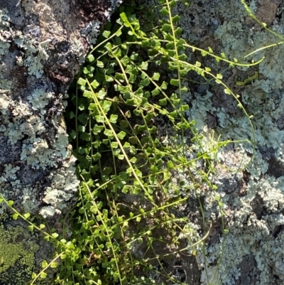 Asplenium flabellifolium (Necklace Fern) at Michelago, NSW - 12 Jan 2024 by Tapirlord
