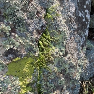 Asplenium flabellifolium at Illilanga & Baroona - 13 Jan 2024