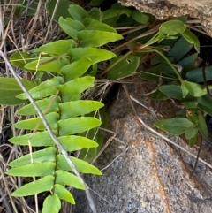 Pellaea calidirupium (Hot Rock Fern) at Michelago, NSW - 12 Jan 2024 by Tapirlord