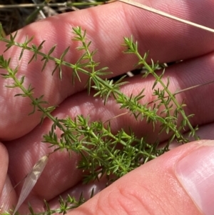 Asperula conferta at Illilanga & Baroona - 13 Jan 2024