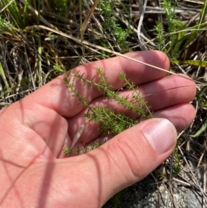 Asperula conferta at Illilanga & Baroona - 13 Jan 2024