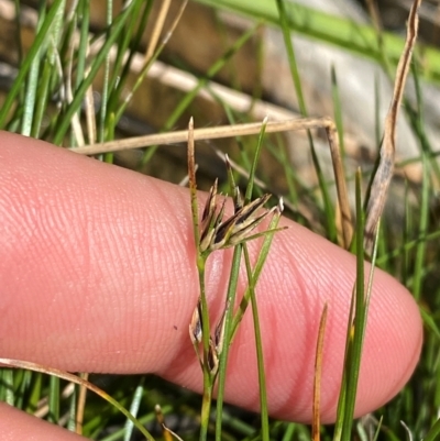 Schoenus apogon (Common Bog Sedge) at Michelago, NSW - 12 Jan 2024 by Tapirlord