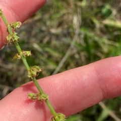 Rumex brownii (Slender Dock) at Illilanga & Baroona - 12 Jan 2024 by Tapirlord