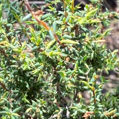 Leucopogon fletcheri subsp. brevisepalus (Twin Flower Beard-Heath) at Michelago, NSW - 12 Jan 2024 by Tapirlord