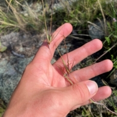 Themeda triandra (Kangaroo Grass) at Michelago, NSW - 12 Jan 2024 by Tapirlord