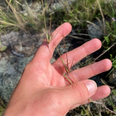 Themeda triandra (Kangaroo Grass) at Illilanga & Baroona - 13 Jan 2024 by Tapirlord