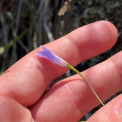 Wahlenbergia capillaris (Tufted Bluebell) at Michelago, NSW - 12 Jan 2024 by Tapirlord