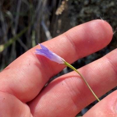 Wahlenbergia capillaris (Tufted Bluebell) at Michelago, NSW - 12 Jan 2024 by Tapirlord