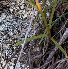 Wahlenbergia capillaris at Illilanga & Baroona - suppressed