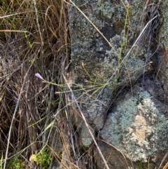 Wahlenbergia capillaris at Illilanga & Baroona - 13 Jan 2024