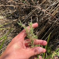 Epilobium hirtigerum (Hairy Willowherb) at Illilanga & Baroona - 12 Jan 2024 by Tapirlord