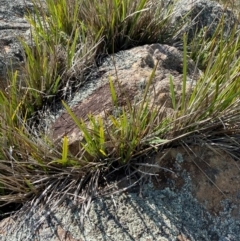 Dianella revoluta var. revoluta (Black-Anther Flax Lily) at Illilanga & Baroona - 12 Jan 2024 by Tapirlord