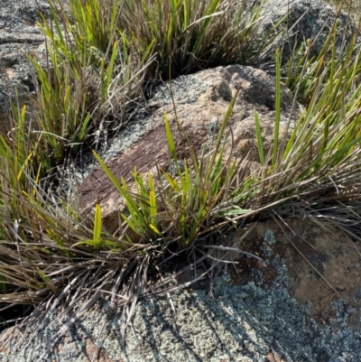 Dianella revoluta var. revoluta (Black-Anther Flax Lily) at Illilanga & Baroona - 13 Jan 2024 by Tapirlord