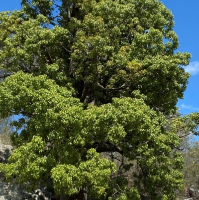 Brachychiton populneus subsp. populneus (Kurrajong) at Illilanga & Baroona - 13 Jan 2024 by Tapirlord