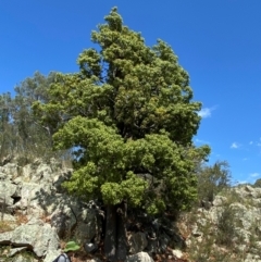 Brachychiton populneus subsp. populneus at Illilanga & Baroona - suppressed