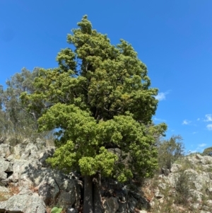 Brachychiton populneus subsp. populneus at Illilanga & Baroona - suppressed