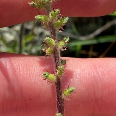 Acaena x ovina (Sheep's Burr) at Illilanga & Baroona - 12 Jan 2024 by Tapirlord