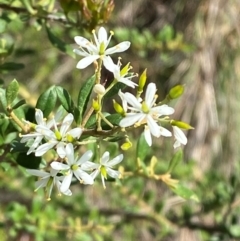 Bursaria spinosa subsp. lasiophylla (Australian Blackthorn) at Illilanga & Baroona - 13 Jan 2024 by Tapirlord