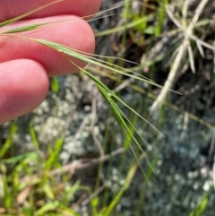 Microlaena stipoides (Weeping Grass) at Michelago, NSW - 12 Jan 2024 by Tapirlord