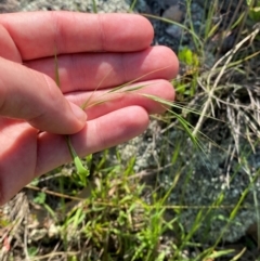 Microlaena stipoides at Illilanga & Baroona - 13 Jan 2024