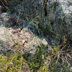 Microlaena stipoides at Illilanga & Baroona - 13 Jan 2024