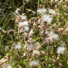Senecio quadridentatus (Cotton Fireweed) at Illilanga & Baroona - 12 Jan 2024 by Tapirlord