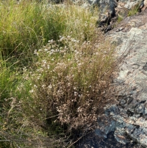 Senecio quadridentatus at Illilanga & Baroona - suppressed