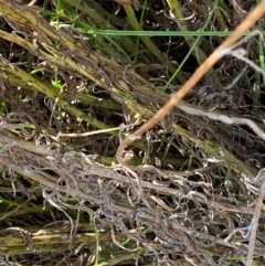 Senecio quadridentatus at Illilanga & Baroona - suppressed