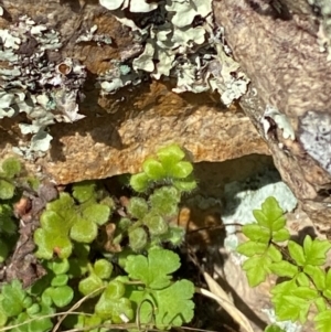 Asplenium subglandulosum at Illilanga & Baroona - suppressed