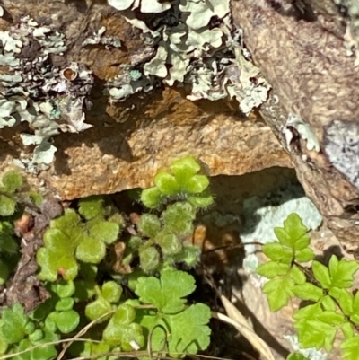 Pleurosorus rutifolius (Blanket Fern) at Illilanga & Baroona - 12 Jan 2024 by Tapirlord