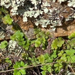 Asplenium subglandulosum at Illilanga & Baroona - suppressed