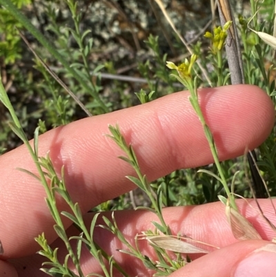 Pimelea curviflora var. sericea (Curved Riceflower) at Michelago, NSW - 12 Jan 2024 by Tapirlord