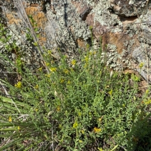 Pimelea curviflora var. sericea at Illilanga & Baroona - suppressed