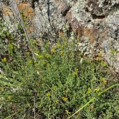 Pimelea curviflora var. sericea at Illilanga & Baroona - suppressed