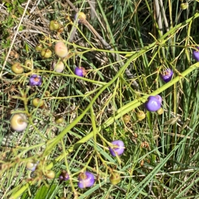 Dianella sp. aff. longifolia (Benambra) (Pale Flax Lily, Blue Flax Lily) at Michelago, NSW - 12 Jan 2024 by Tapirlord