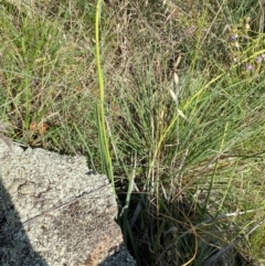 Dianella sp. aff. longifolia (Benambra) at Illilanga & Baroona - 13 Jan 2024 10:19 AM