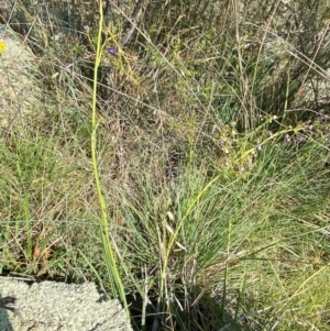 Dianella sp. aff. longifolia (Benambra) at Illilanga & Baroona - 13 Jan 2024 10:19 AM