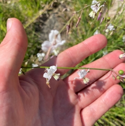 Arthropodium milleflorum (Vanilla Lily) at Illilanga & Baroona - 13 Jan 2024 by Tapirlord