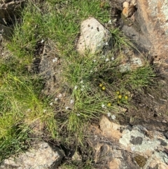 Arthropodium milleflorum at Illilanga & Baroona - 13 Jan 2024