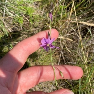 Arthropodium fimbriatum at Illilanga & Baroona - suppressed