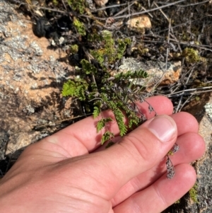 Cheilanthes distans at Illilanga & Baroona - 13 Jan 2024