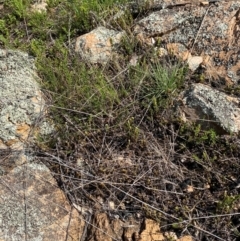 Cheilanthes distans at Illilanga & Baroona - 13 Jan 2024