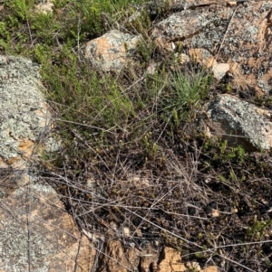 Cheilanthes distans at Illilanga & Baroona - 13 Jan 2024